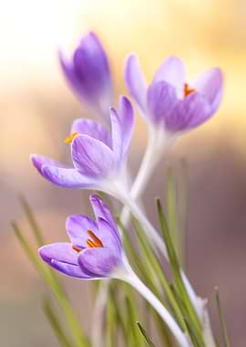 Purple Crocus Flowers in Soft Light