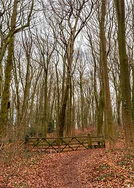 Forest Path with Wooden Gate