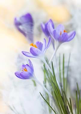 Purple Crocus Flowers in Soft Light