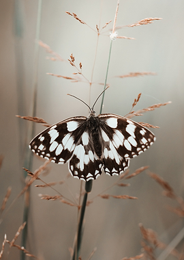 Marbled White Butterfly on Grass