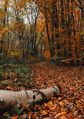 Autumn Forest Path with Fallen Leaves
