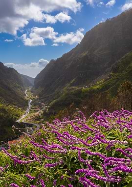 Valley with Purple Flowers and River, Madeira