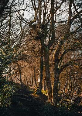 Sunlit Forest Path in Autumn