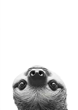 Upside Down Sloth Face Close-up