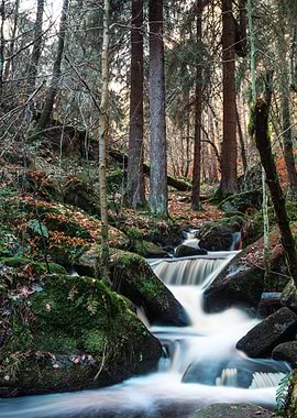 Forest Stream with Mossy Rocks