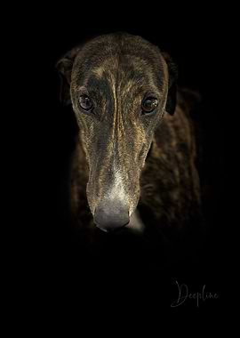 Greyhound Portrait