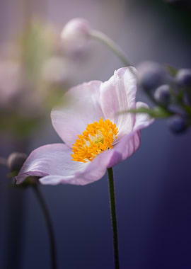Delicate Pink Anemone Flower