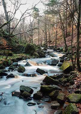 Forest Stream with Smooth Water Flow