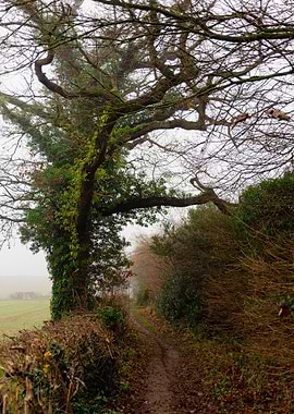 Misty Path Through Overgrown Trees