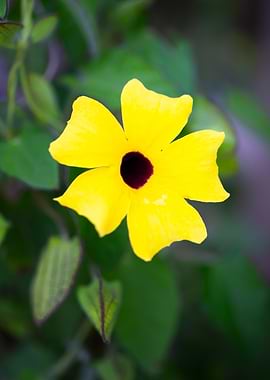 Yellow Black-Eyed Susan Flower