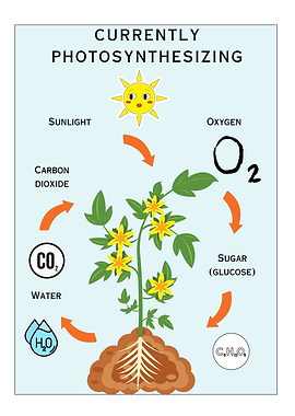 Photosynthesis Diagram