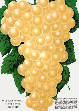 Vintage Diamond White Grape Poster