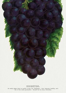 Vintage Brighton Grape Illustration