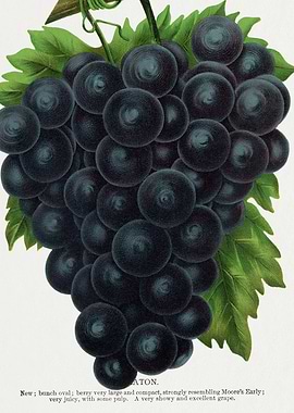 Vintage Grape Illustration