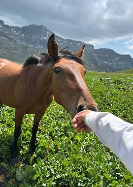 Horse and mountain