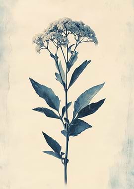 Vintage Yarrow Botanical Study Wall Art | Cyanotype of a Flowering Plant