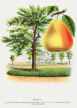 Seckel Pear Tree and Fruit