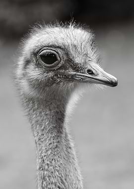 Portrait of an Ostrich BW