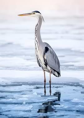 Heron standing on ice
