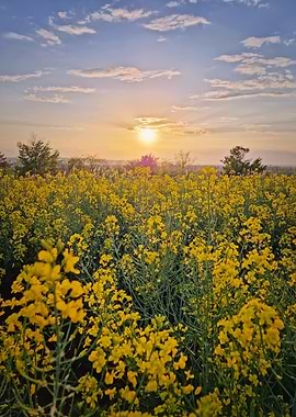 Sunset over a field of yellow flowers