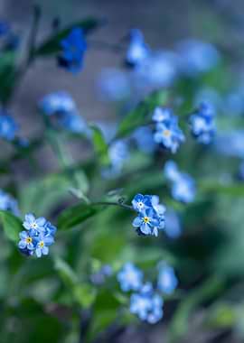 Blue Forget-Me-Not Flowers