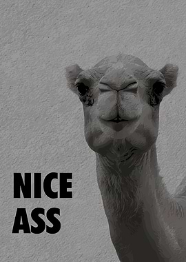 Camel with 'Nice Ass' text