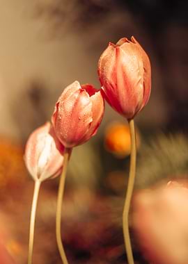 Dew-Kissed Pink Tulips