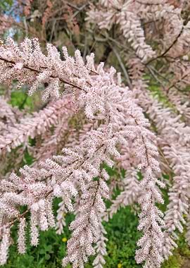 Delicate Pink Tamarix Flowers