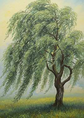 Weeping Willow Tree in a Field
