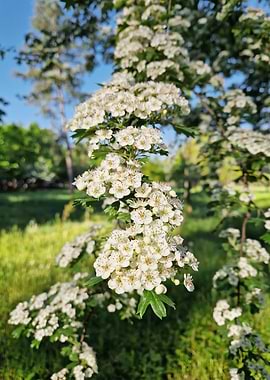 Hawthorn Blossoms in Sunlight