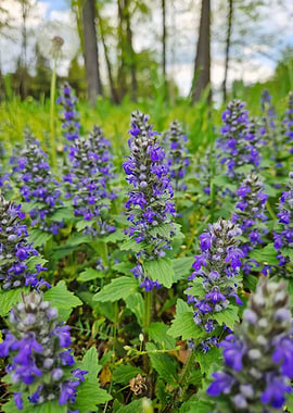 Purple wildflowers in a meadow