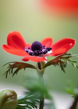 Red Anemone Flower Macro