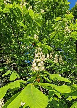 Horse Chestnut Tree Blossoms