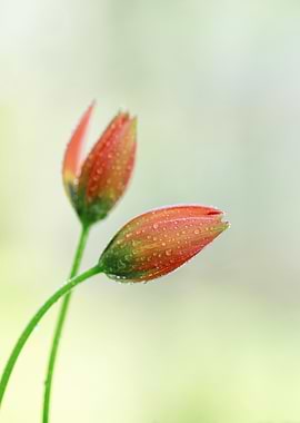 Two Red Flower Buds with Water Droplets