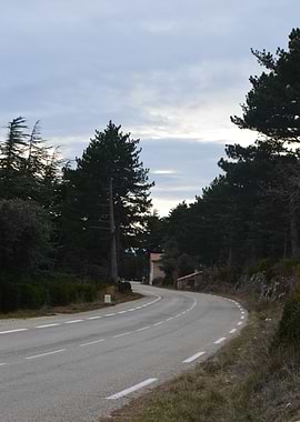 Winding Road Through Pine Forest