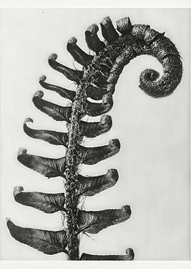 Close-up of a Fern Frond