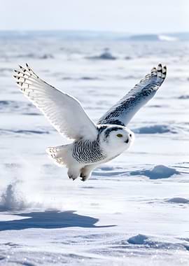 Snowy Owl in Flight Over Snow
