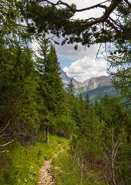 Mountain Trail Through Pine Forest - Val Popena