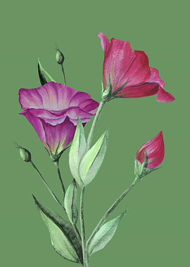 Pink and Purple Flowers with Buds