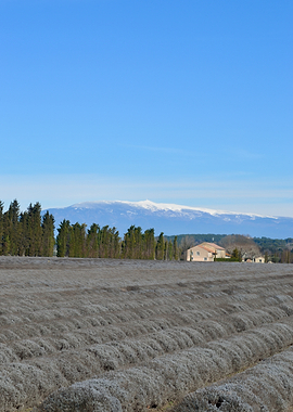 Lavender Field with Snow-Capped Mountains