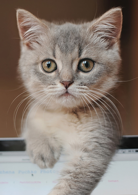 Cute Kitten Peeking Over a Monitor