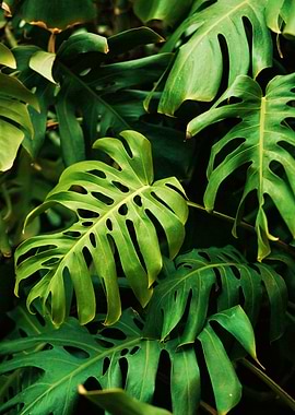 Monstera Leaves