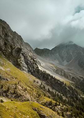 Misty Mountain Landscape with Pine Trees