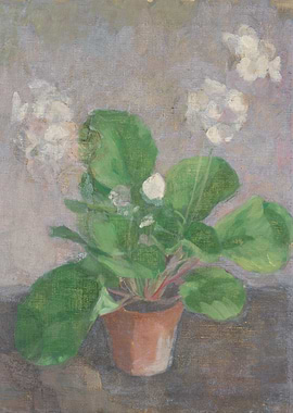 Potted Plant with White Flowers