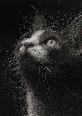 Close-up of a cat looking up