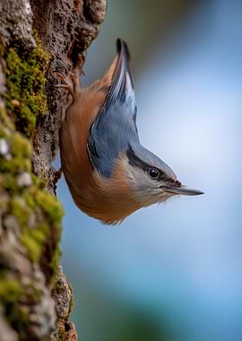 Nuthatch clinging to mossy tree bark