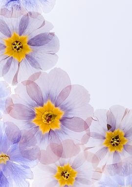 Delicate Purple and Yellow Flowers