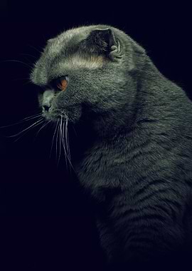 Scottish Fold Cat Portrait