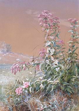 Pink Flowers in a Field
