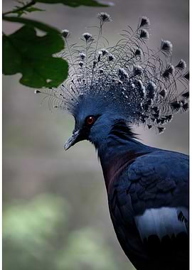 Victoria Crowned Pigeon Portrait